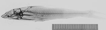 Media type: image;   Ichthyology 7572 Description: photograph;  Aspect: lateral